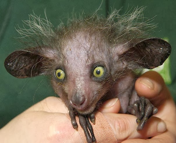 Aye-aye - 22 Bizzarre Animals You Probably Didn’t Know Exist