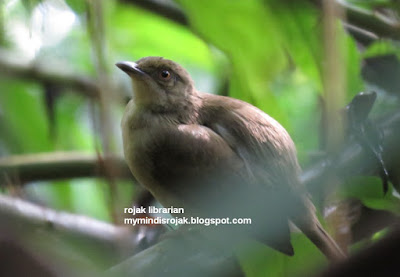 Red-Eyed Bulbul in Dairy Farm Nature Park