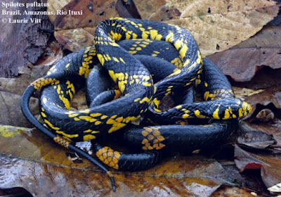 Ñacaniná negra (Spilotes pullatus)