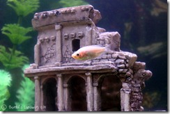 fishies02