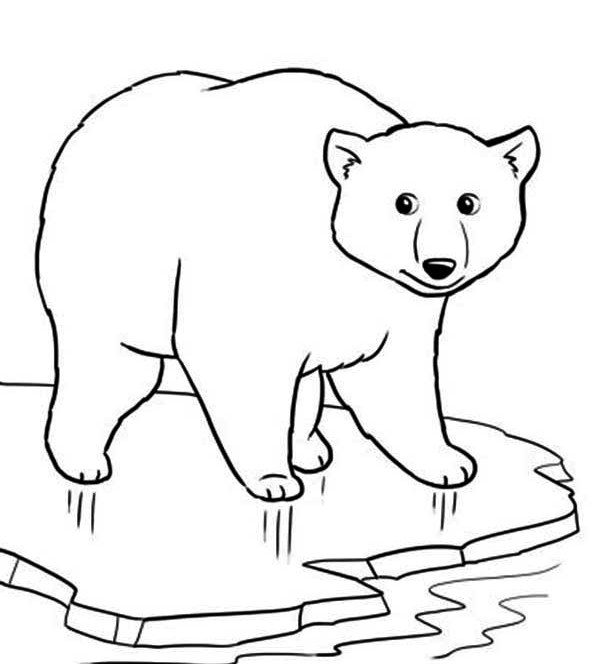 Belajar mewarnai gambar  binatang  untuk anak beruang yang 