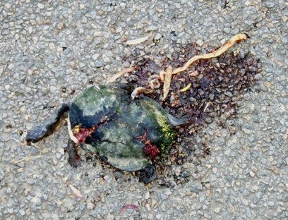 Road Kill Gallery Long  Neck  Turtle 