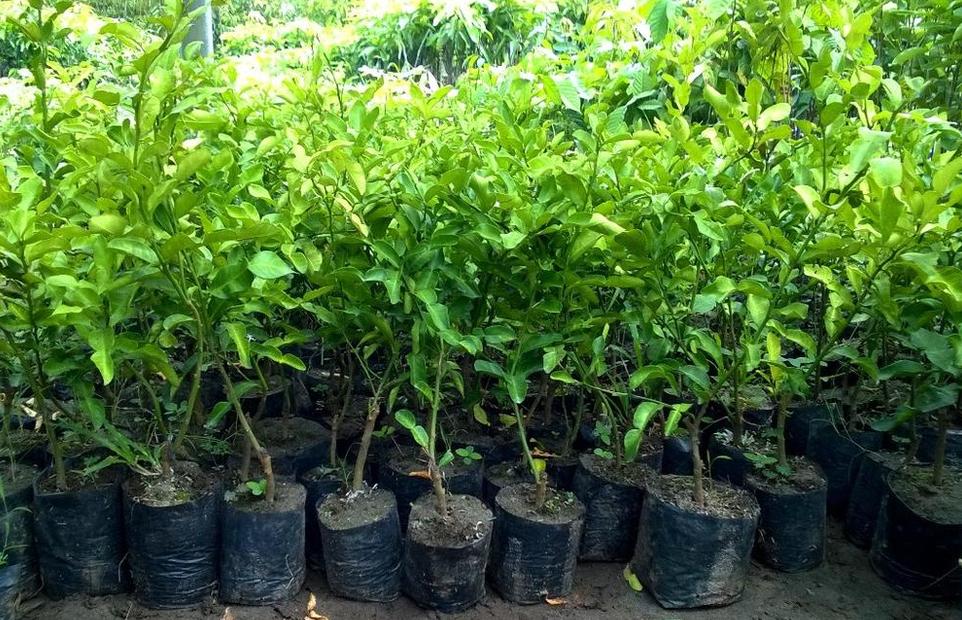 jual bibit jeruk nipis cepat berbuah tanaman berbunga atau daun rimbun Baubau