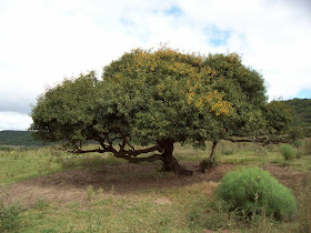 chal chal Allophylus edulis