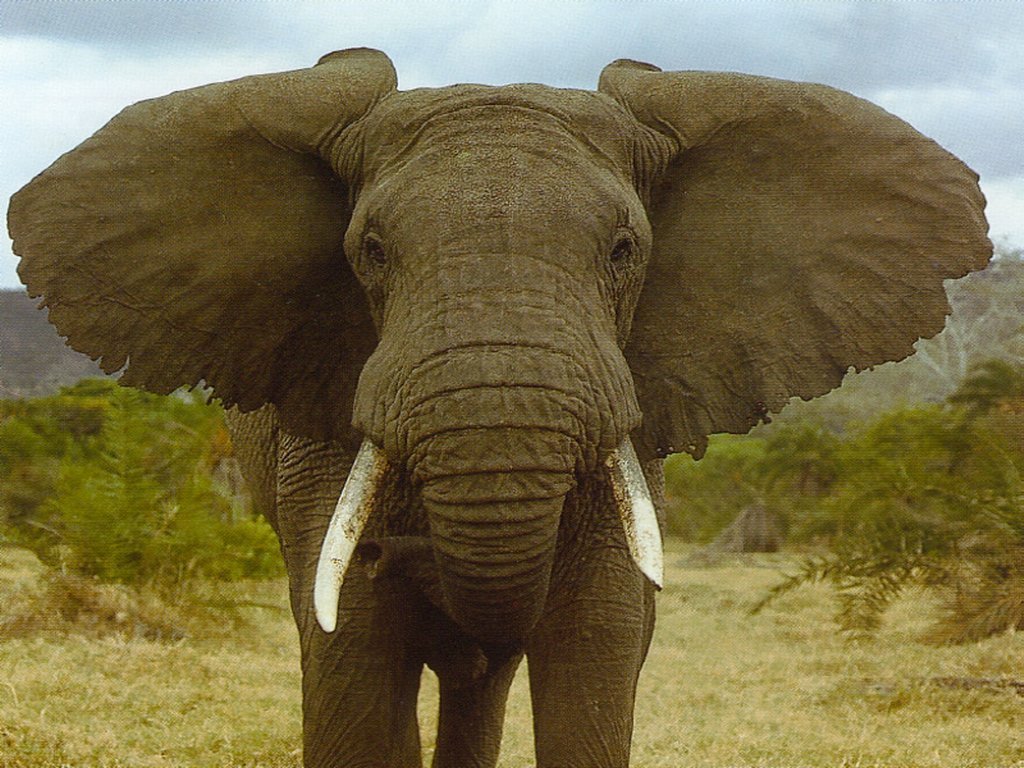 Keunikan Gajah  Ruana Sagita