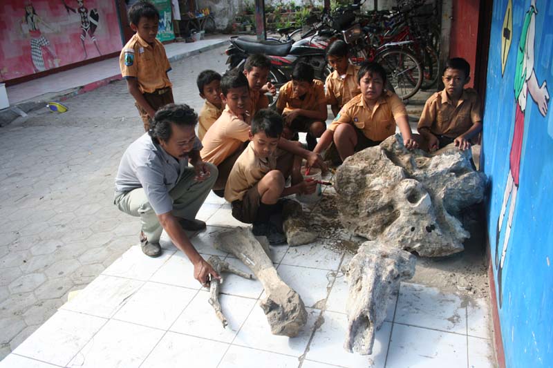 Gambar Fosil Binatang  Hewan  Purba  Gambar Manusia Purba  