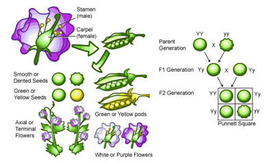 Gregor Mendel's 189th Birthday