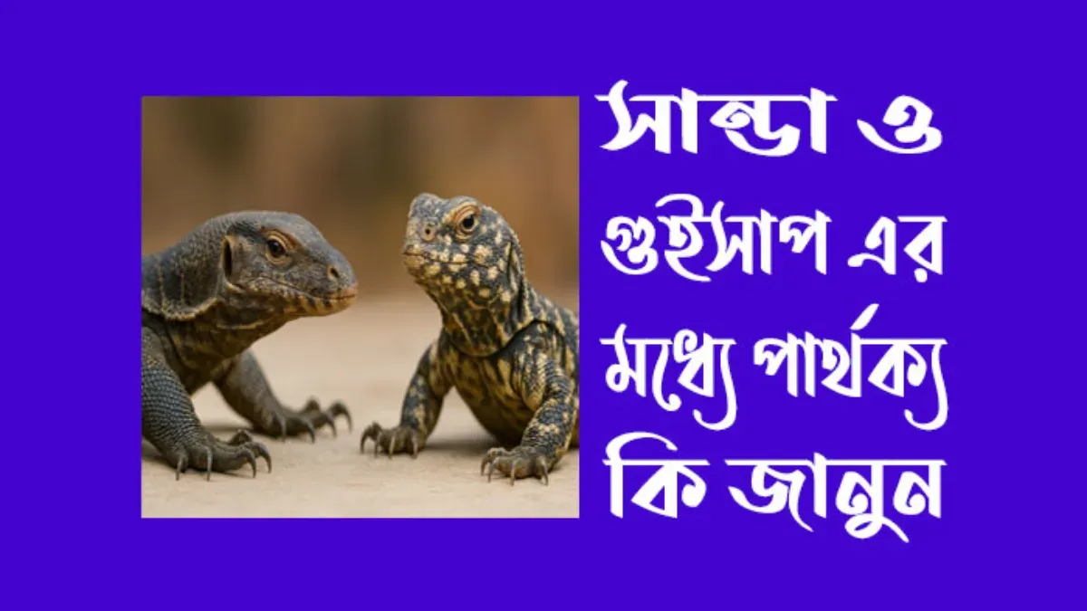 সান্ডা ও গুইসাপ এর মধ্যে পার্থক্য কি