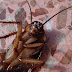 Mitos e verdades sobre os insetos e outros artrópodes que vivem na sua casa
