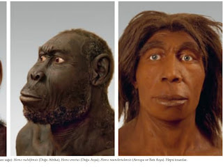 Homo Sapiens, Tek İnsan Türü Değildir