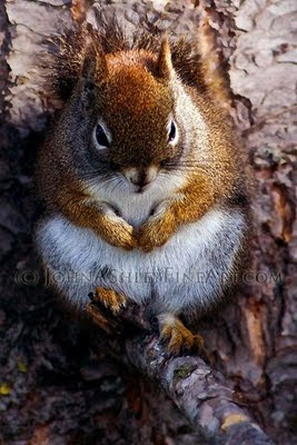 Sleepy red squirrel warming up in the morning sun (c) John Ashley