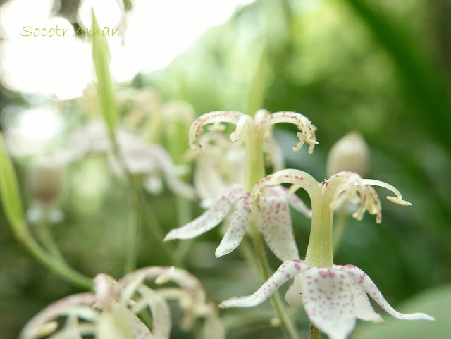 Tricyrtis affinis