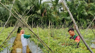 Hadapi Tantangan Cuaca Ekstrem, Babinsa Bantu Petani Cabai