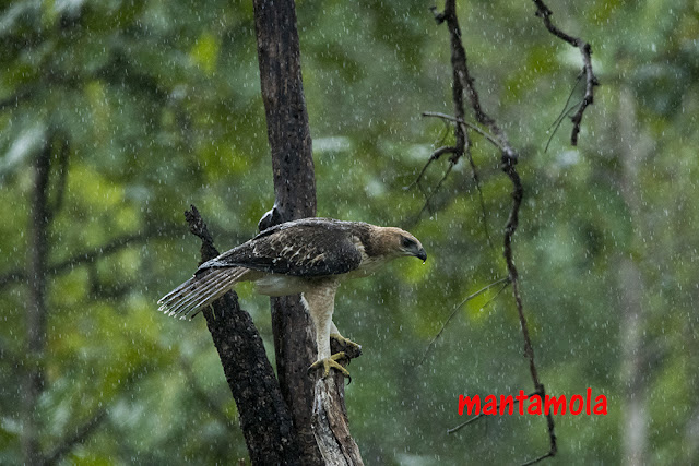 Changeable Hawk Eagle (Spizaetus cirrhatus)