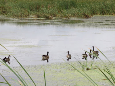 almost all grown up goslings