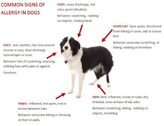 Symptoms of Dog Hair Loss and What to Look For