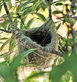 Oriolus oriolus nest