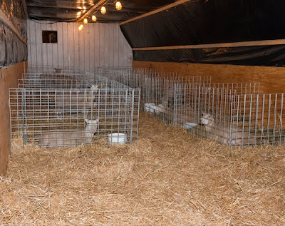 of our heated lambing shed. Ewes were brought in right before lambing ...
