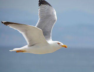 Seagull Bird Facts