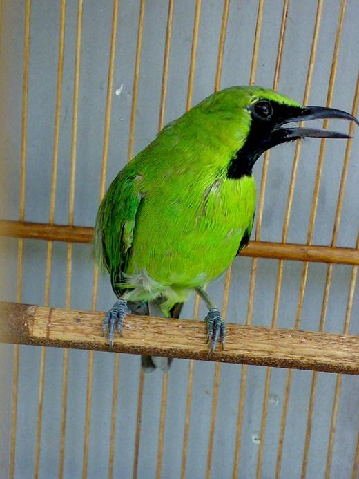 Cara Cermat Melatih Burung Cucak Hijau  Agar Tidak Terlalu 