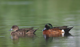 Chestnut teal