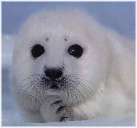 Baby Seal