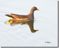 129 Yellow biiled Moorhen ( Pili chanch Murgi ).