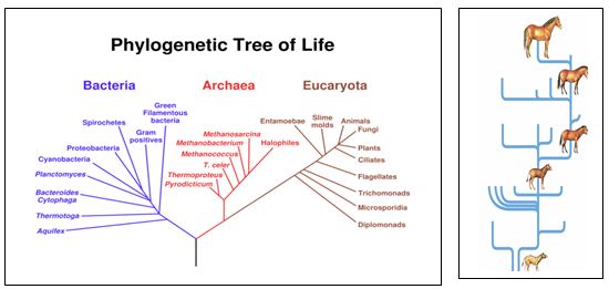 Catatan prestasi Guru Biologi: Evolusi