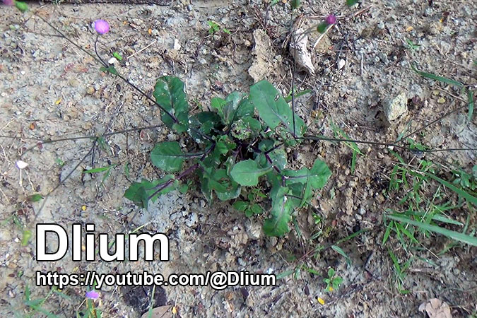 Dlium Lilac tasselflower (Emilia sonchifolia)