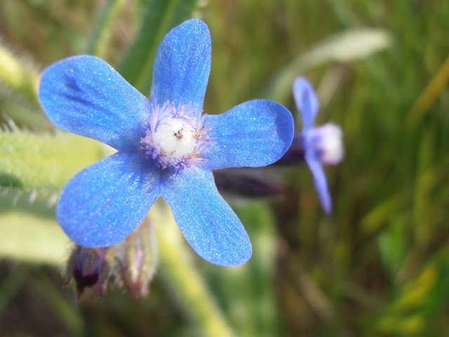 LENGUA DE BUEY: Anchusa azurea