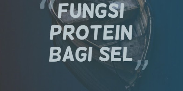 5+ Fungsi Protein Bagi Sel (Gambar Lengkap)