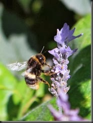 Bumblebee