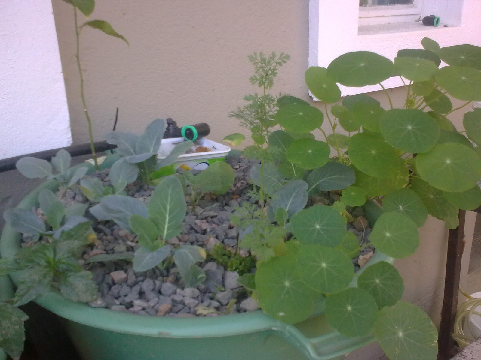  round leaves just love aquaponics and is an awesome medicinal plant