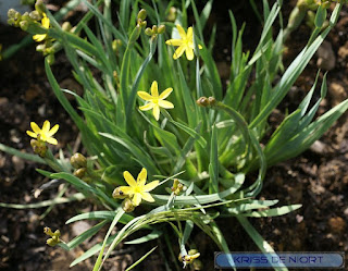 Bermudienne de Californie - Sisyrinque de Californie - Sisyrinchium californicum