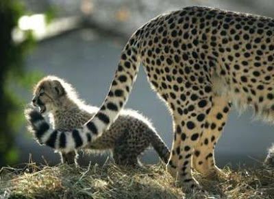 Cheetahs Cub Picture