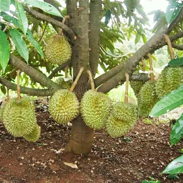 durian matahari jawa barat