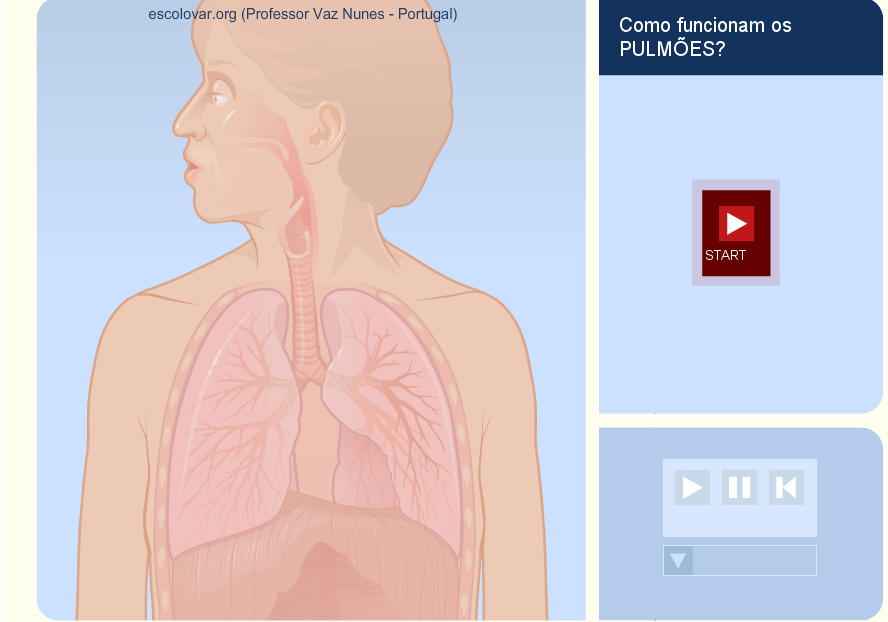 http://www.escolovar.org/respiracao_how-lungs-worke.swf