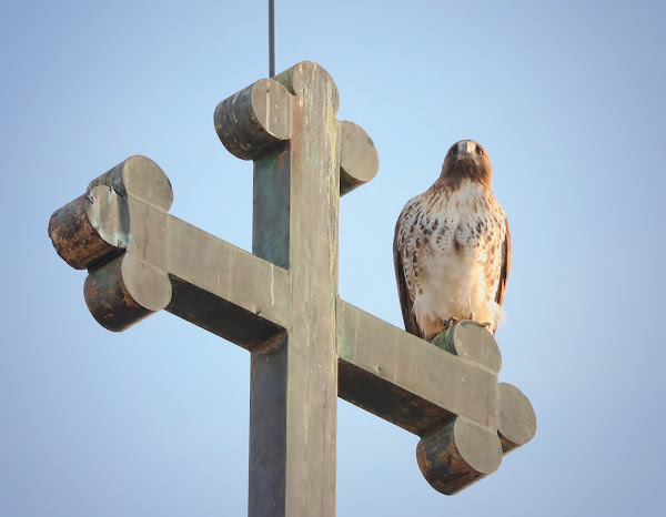 Amelia on the cross of St Brigid's church.