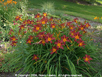 Autumn Red Daylily2