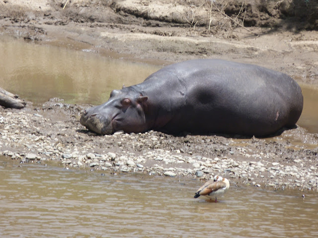 Hippo on a island in the middle of a river, with a duck near by