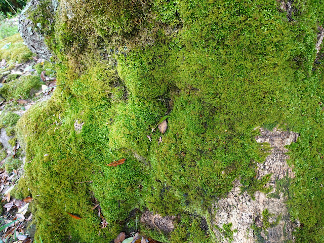 鳥取県西伯郡大山町大谷　大谷集落　墓地