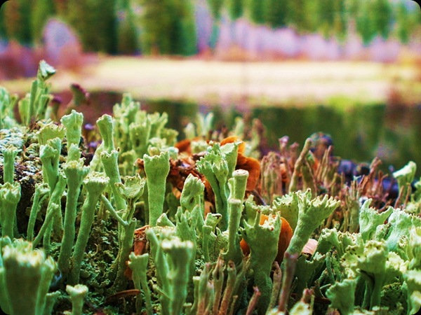 Tiny Woodland Wonders