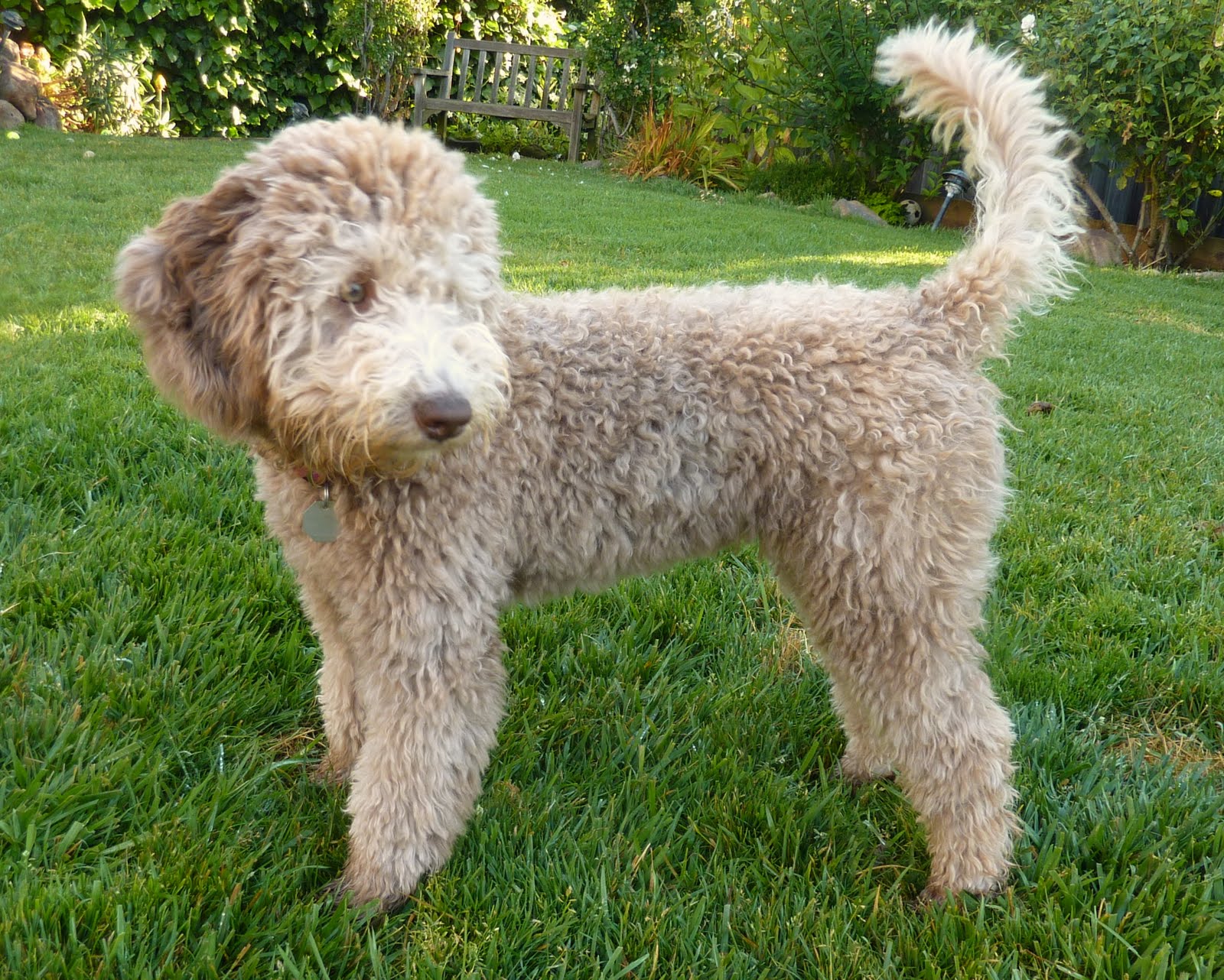 Golden Gate Labradoodles: Authentic Australian Labradoodles