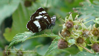 Neptis rivularis DSC90703