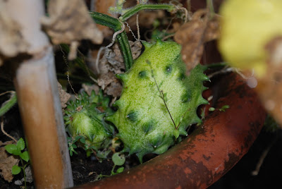 KIWANO Z DONICY, DLA TYCH CO BOJĄ SIĘ EGZOTYKI W OGRODZIE