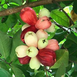 Grosir Paket Bibit Tanaman Jambu 100Rb Dapat 3 Murah Sumatra Utara - hayaprojects