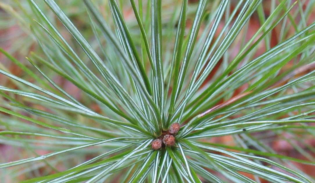 Using Georgia Native Plants: Native Evergreen Conifers in ...