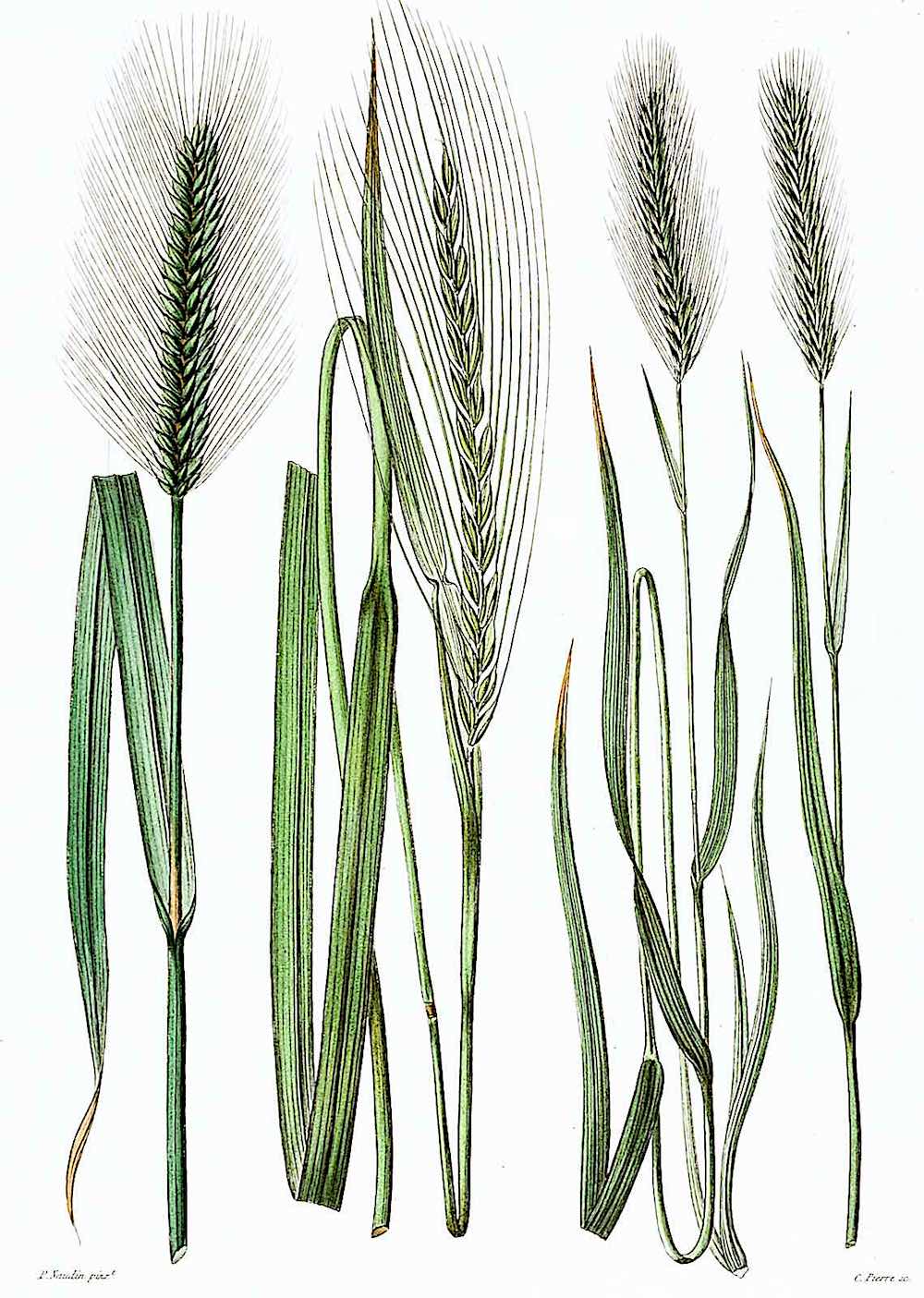 a Pierre Naudin 1800s horticultural illustration of grassy weeds