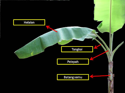 KLASIFIKASI TUMBUHAN BERBIJI Pisang  Musa paradisiaca 