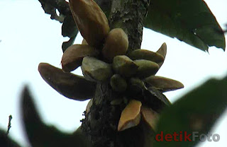 Pohon Mangga Berbuah Pisang